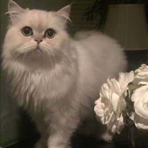 Meet your Posher, Beverly